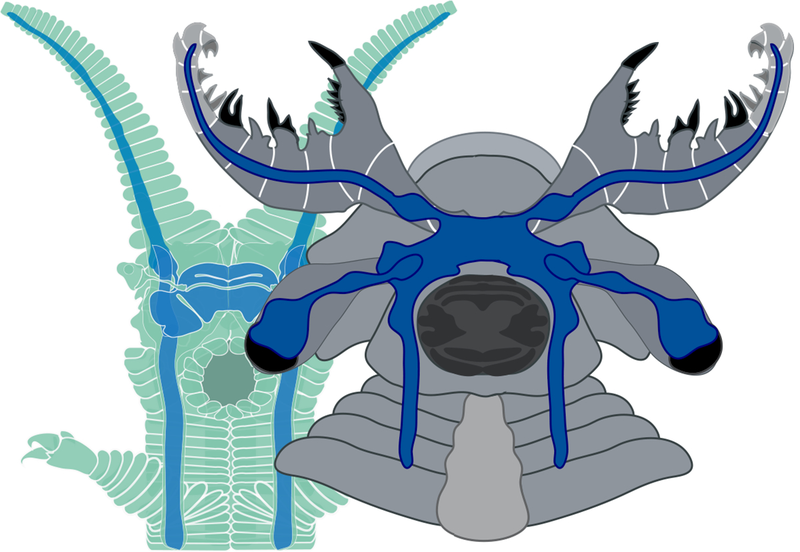 Illustration for article titled Mysterious 500 Million-Year-Old Predators Are the Ancestors of Spiders